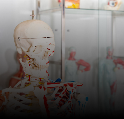anatomy-lab1